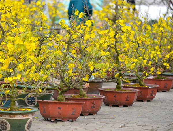 tìm hiểu kinh nghiệm biếu quà tết khi đến nhà người yêu